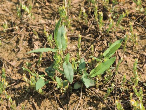 Renouée sagitté (Persicaria sagittata)_14