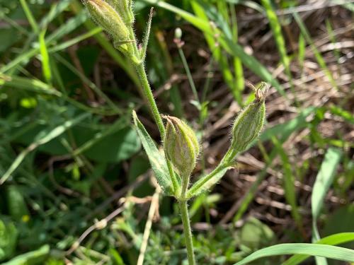 Silène noctiflore(Silene noctiflora)_4