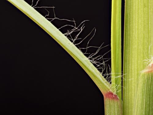 Sétaire glauque (Setaria pumila subsp. pumila)_14