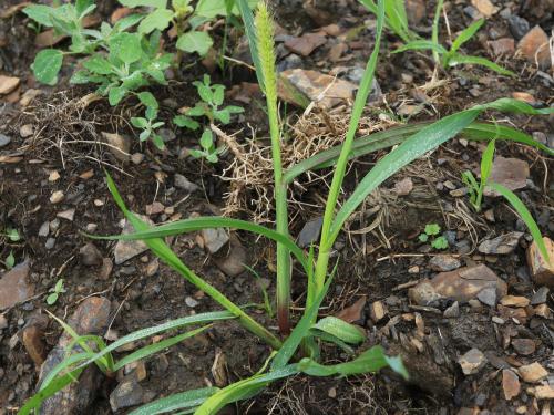 Sétaire glauque (Setaria pumila subsp. pumila)_16