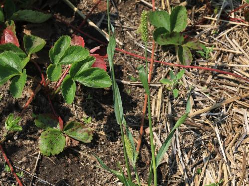 Sétaire glauque (Setaria pumila subsp. pumila)_17