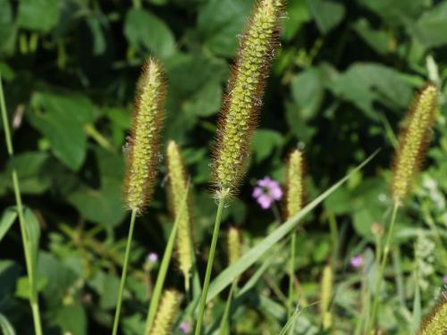 Sétaire glauque (Setaria pumila subsp. pumila)_18