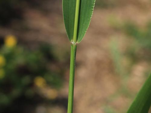 Sétaire verte (Setaria viridis)_11