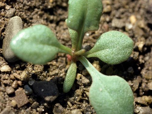 Petite oseille (Rumex acetosella)_2