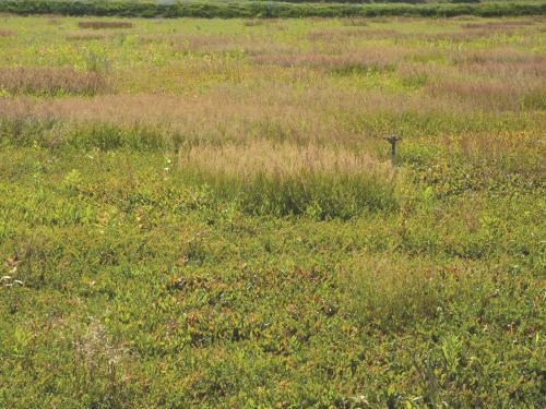 Petite oseille (Rumex acetosella)_7