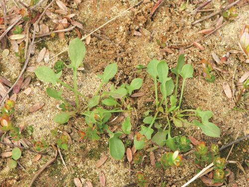 Petite oseille (Rumex acetosella)_8