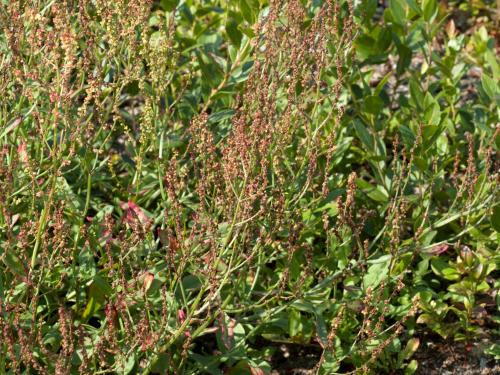 Petite oseille (Rumex acetosella)_14