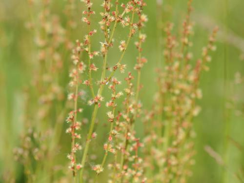 Petite oseille (Rumex acetosella)_26