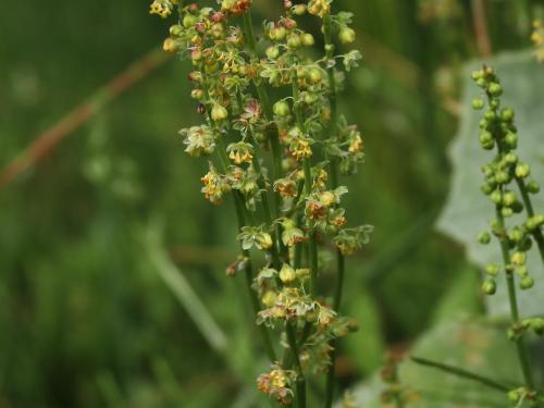 Petite oseille (Rumex acetosella)_27