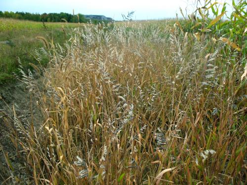 Ériochloé velue (Eriochloa villosa)_23