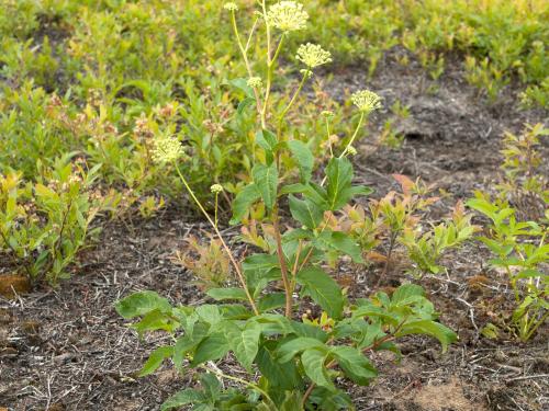 Aralie hispide(Aralia hispida)_8