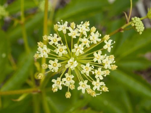 Aralie hispide(Aralia hispida)_9