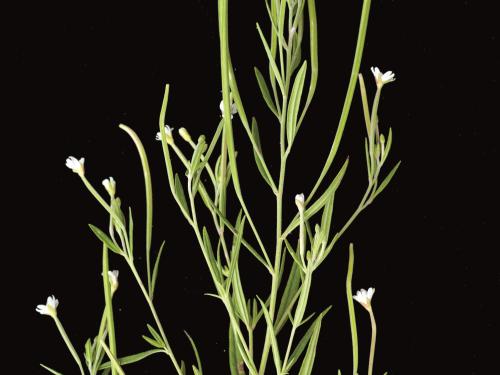 Épilobe leptophylle (Epilobium leptophyllum)_5