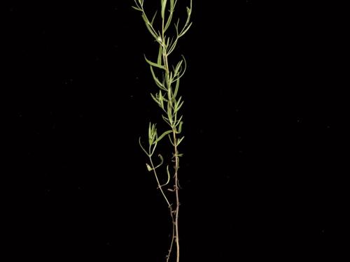 Épilobe leptophylle (Epilobium leptophyllum)_6