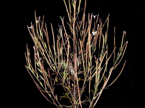 Épilobe leptophylle (Epilobium leptophyllum)_10