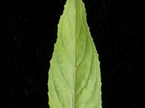 Épilobe glanduleux (Epilobium ciliatum subsp. glandulosum)_4