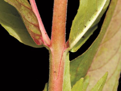 Épilobe glanduleux (Epilobium ciliatum subsp. glandulosum)_5