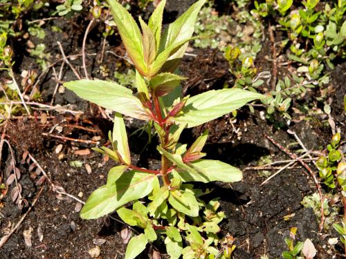 Épilobe glanduleux (Epilobium ciliatum subsp. glandulosum)_8