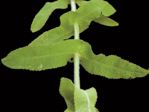 Eupatoire perfoliée (Eupatorium perfoliatum)_6