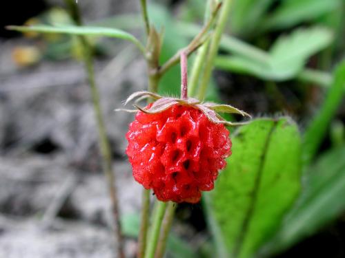 Fraisier glauque (Fragaria virginiana)_6