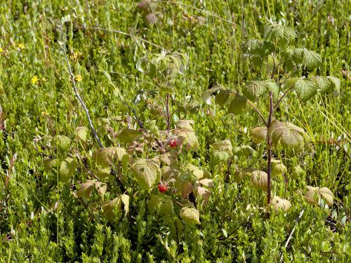 Framboisier rouge (Rubus idaeus)_1