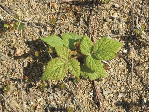 Framboisier rouge (Rubus idaeus)_3