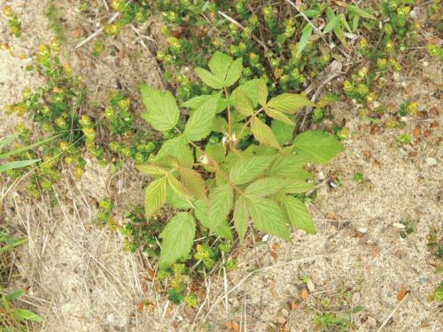 Framboisier rouge (Rubus idaeus)_4