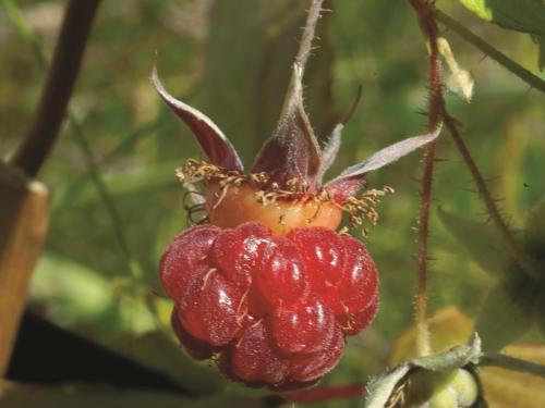 Framboisier rouge (Rubus idaeus)_5