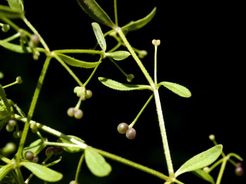 Gaillet palustre (Galium palustre)_3