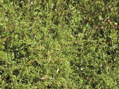 Gaillet palustre (Galium palustre)_5