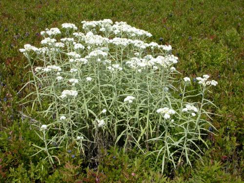 Immortelle blanche (Anaphalis margaritacea)_6