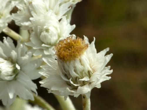 Immortelle blanche (Anaphalis margaritacea)_7