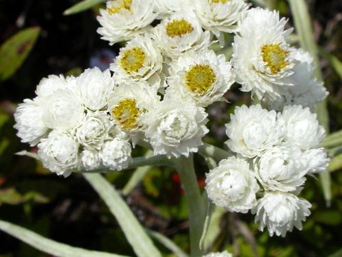 Immortelle blanche (Anaphalis margaritacea)_11