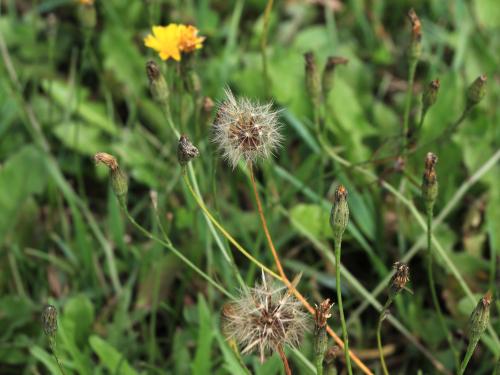 Liondent automne (Leontodon autumnalis)_17