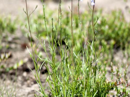 Linaire Canada (Nuttallanthus canadensis)_6