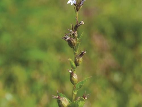 Lobélie gonflée (Lobelia inflata)_2