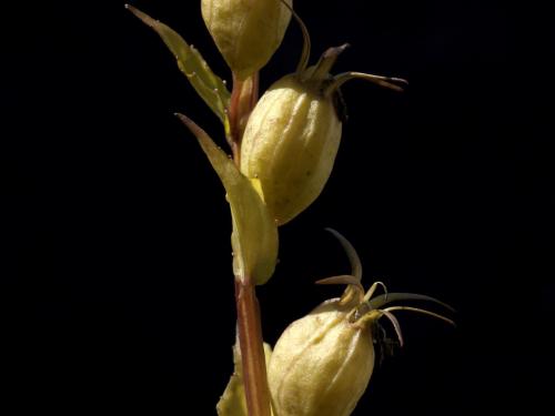 Lobélie gonflée (Lobelia inflata)_4