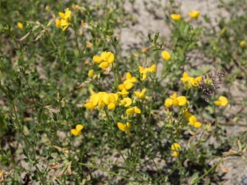 Lotier corniculé (Lotus corniculatus)_10