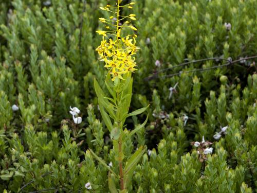 Lysimaque terrestre (Lysimachia terrestris)_1