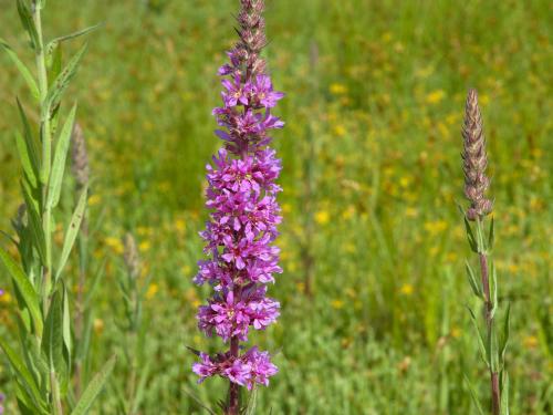 Salicaire commune (Lythrum salicaria)_2