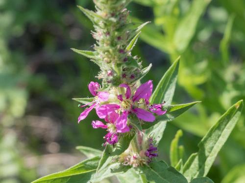 Salicaire commune (Lythrum salicaria)_12