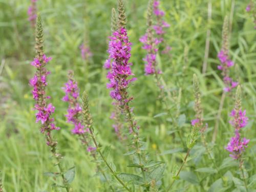 Salicaire commune (Lythrum salicaria)_13