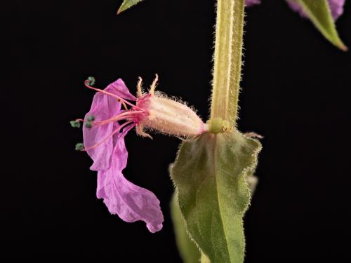 Salicaire commune (Lythrum salicaria)_19