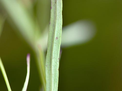 Millepertuis Canada (Hypericum canadense)_4