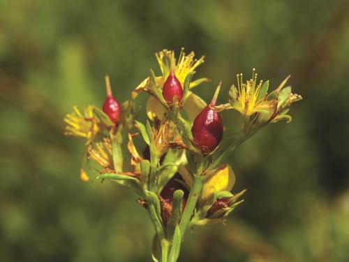 Millepertuis elliptique (Hypericum ellipticum)_3