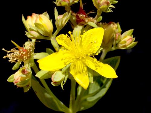 Millepertuis elliptique (Hypericum ellipticum)_11