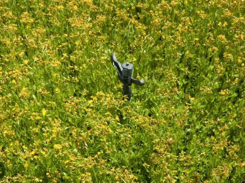 Millepertuis elliptique (Hypericum ellipticum)_16