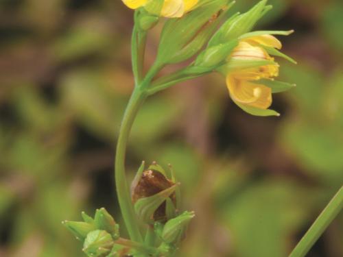 Millepertuis majeur (Hypericum majus)_3