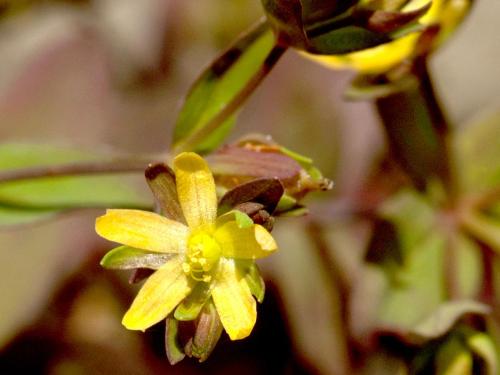 Millepertuis nain (Hypericum mutilum)_3