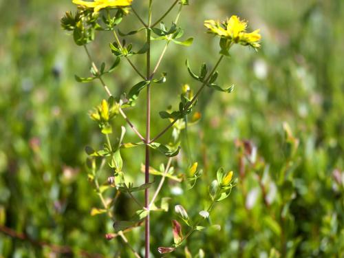 Millepertuis commun (Hypericum perforatum)_1